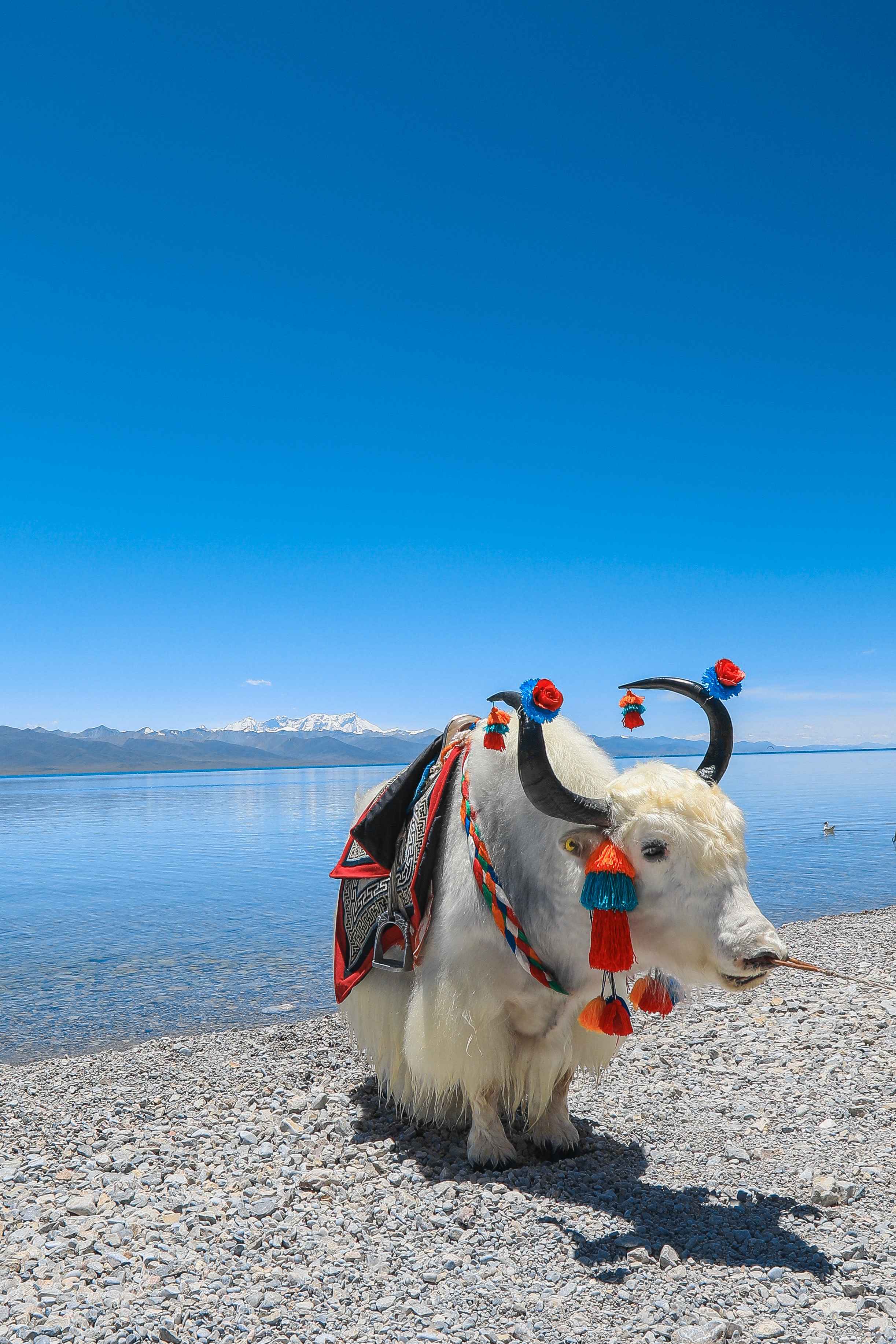 一“错”再“错”的旅行，西藏旅游沿途每一处都是风景