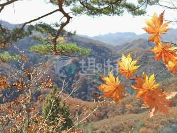 泰安到河南多少公里(泰安离河南有多远)